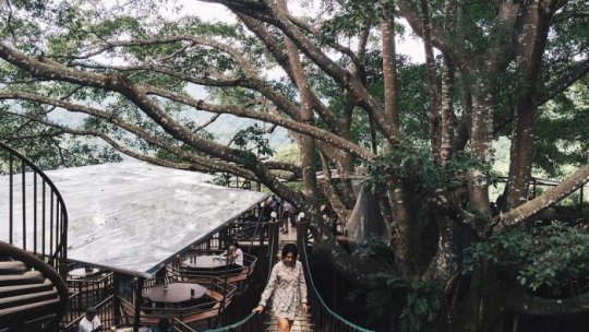 Check-in quán cà phê trên cây cực hot The Giant Chiang Mai