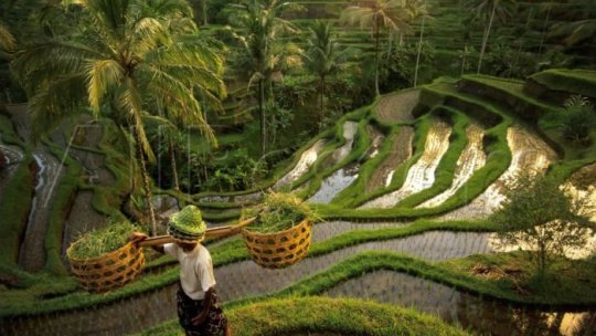 Những lưu ý khi ăn uống và chơi tại Ubud ở Bali