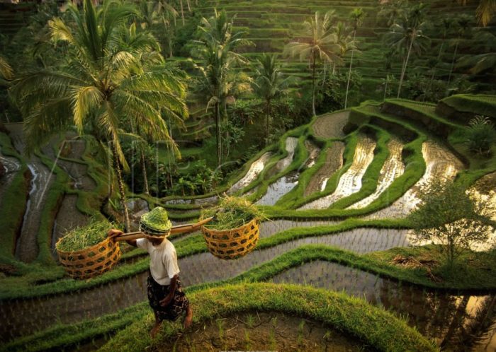 tim su binh yen tai ngoi lang ubud