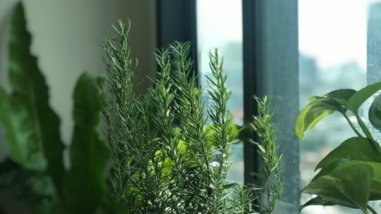 How to take care of rosemary for beginners