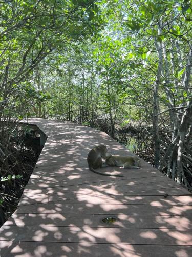 Mangrove Forest Nationalpark
